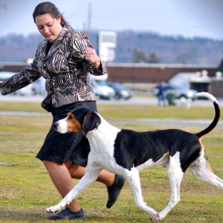 High Point K-9 Center LLC